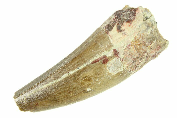 Triassic Fossil Phytosaur Tooth - New Mexico #294959